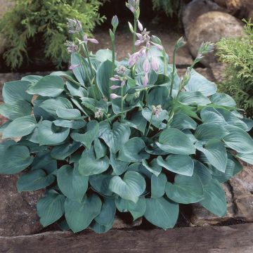Hosta Blue Cadet
