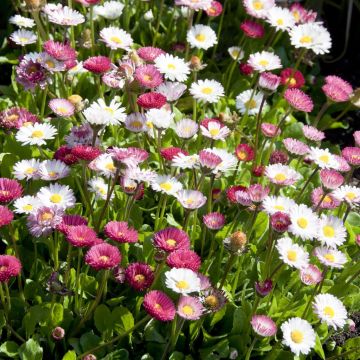 Bellis perennis mix