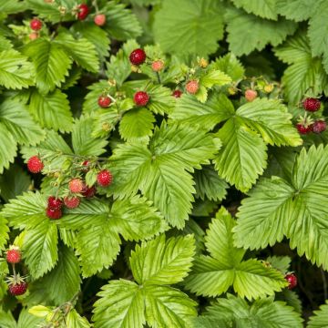 Fragaria vesca