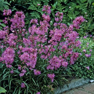Lychnis viscaria Splendens