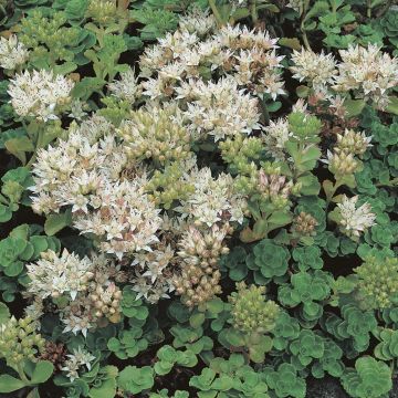 Sedum spurium Album