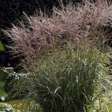 Miscanthus sinensis Nippon
