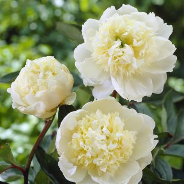 Paeonia Charles White(Lactiflora White)