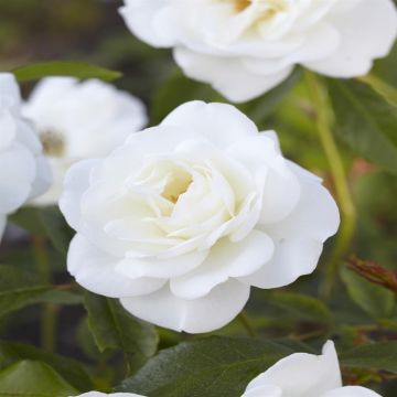 Rosa Schneewittchen (Floribunda White)