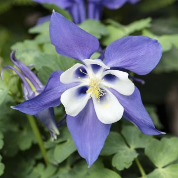 Aquilegia Kirigami diepblauw en wit(Early bird Blue&White)