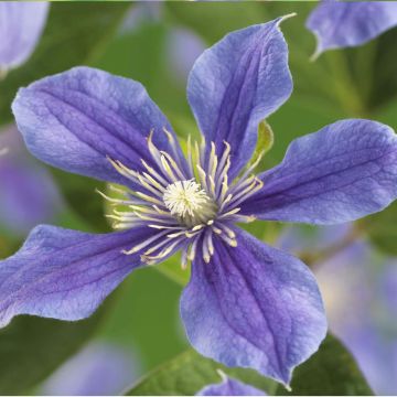 K101.24305 Clematis 'Arabella