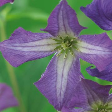 K101.37105 Clematis viticella