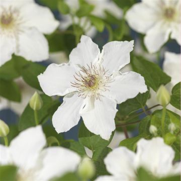 K02225   Clematis 'Destiny'