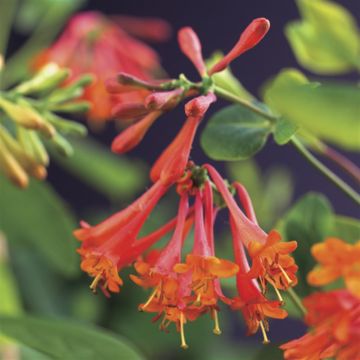 K64505   Lonicera 'Dropmore Scarlet'