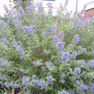Caryopteris clandonensis Heavenly Blue