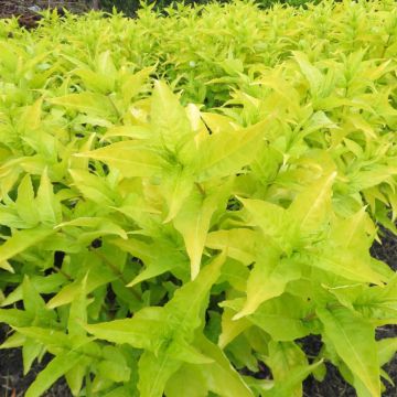 Diervilla rivularis HONEYBEE