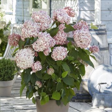 Hydrangea CandybelleÂ® Bubblegum