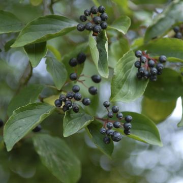 Cornus amomum Blue Cloud