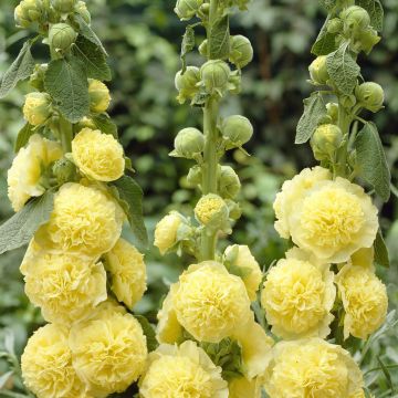 Alcea rosea Chater's Double yellow
