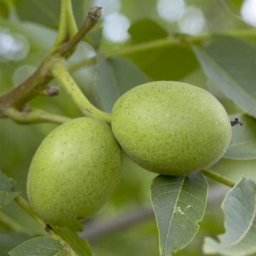 Juglans nigra