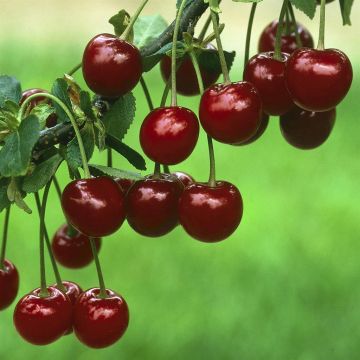 Prunus cerasus (Oblacinska)