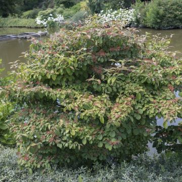 Viburnum plicatum Watanabe