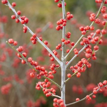 Ilex verticillata (Oosterwijk