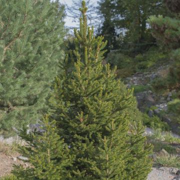 Picea abies Will's Zwerg (Picea glauca Super Green)