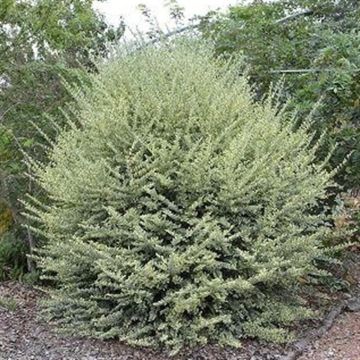 Ligustrum musli Ligustrum musli