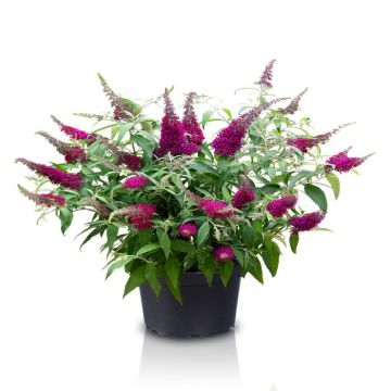 Buddleja Sugar Plum  1