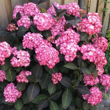 Hydrangea macrophylla 'Miss Saori'