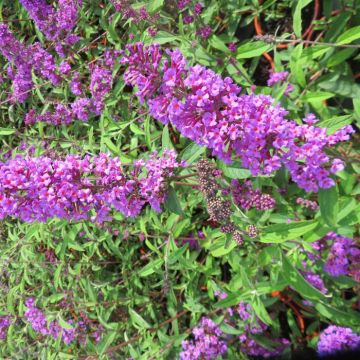 Buddleja davidii Border Beauty