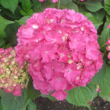 Hydrangea macrophylla Freudenstein