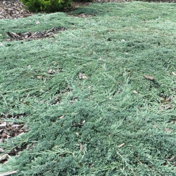 Juniperus horizontalis ICEE BLUE