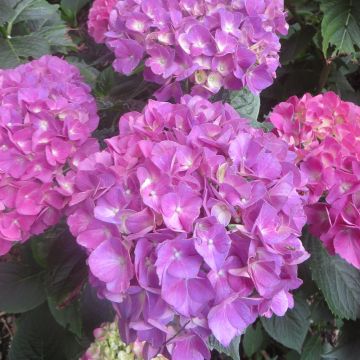 Hydrangea macrophylla Schöne Bautznerin (Red Baron)