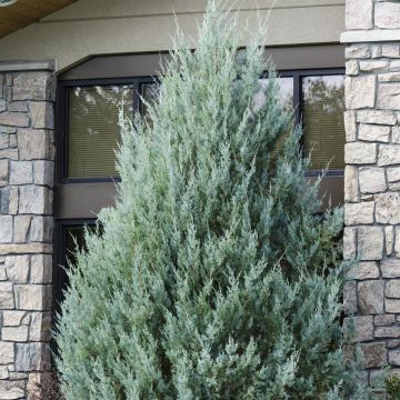 Juniperus scopulorum Wichita Blue(Moonglow)