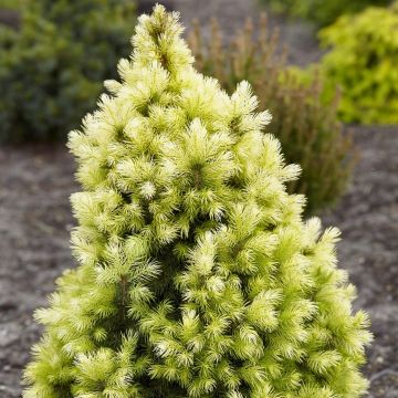 Picea glauca J.W. Daisy's White