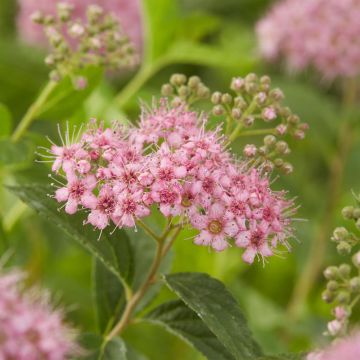 Spiraea japonica Manon