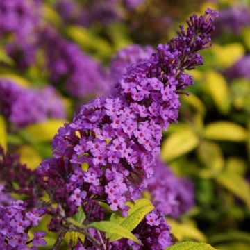 Buddleja Moonshine ('Buddma') (6)