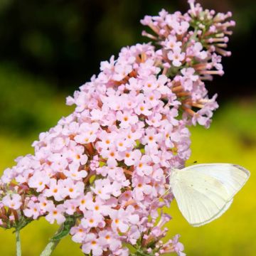 Buddleja Pink Panter   08