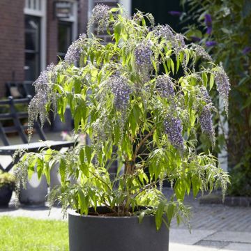 Buddleja davidii Wisteria Lane
