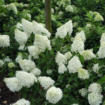 Hydrangea paniculata Polar Bear 20170803 2