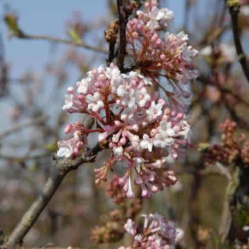 Viburnum farreri Farrer's Pink