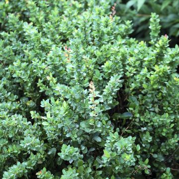 Berberis buxifolia Nana