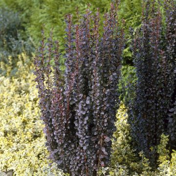 Berberis thunbergii Helmond Pillar