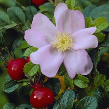 Rosa rugosa