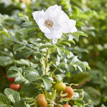 Rosa rugosa Alba