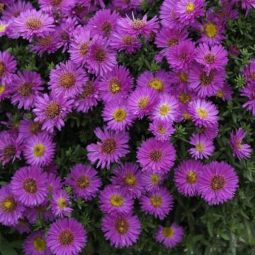 Aster Starlight (Purple)