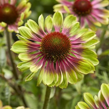 Echinacea purpurea Green Twister