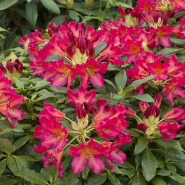 Rhododendron Scyphocalix