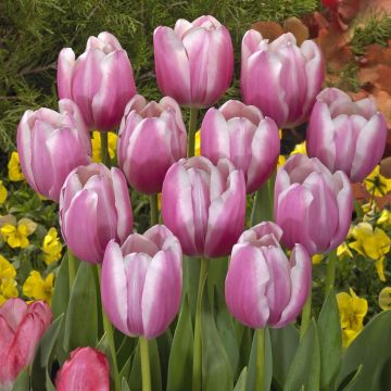 Tulipa Jumbo Beauty