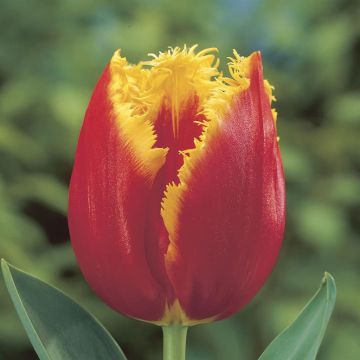 Tulipa Davenport