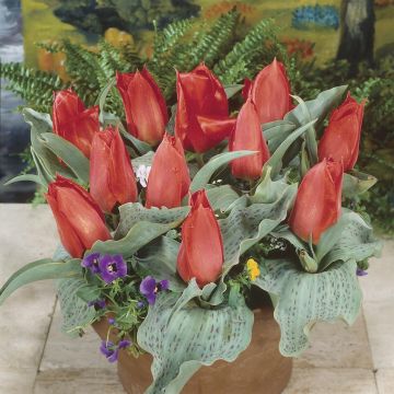 Tulipa Annie Salomons