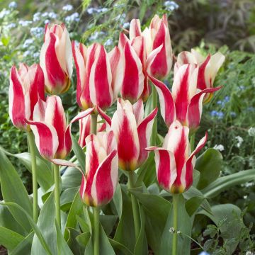 Tulipa Buddy
