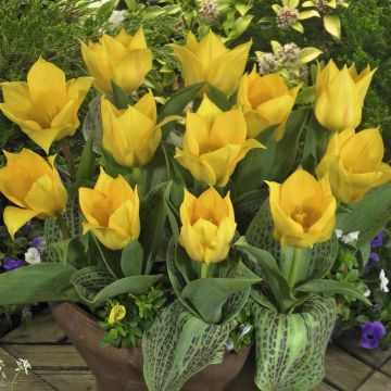 Tulipa Chopin